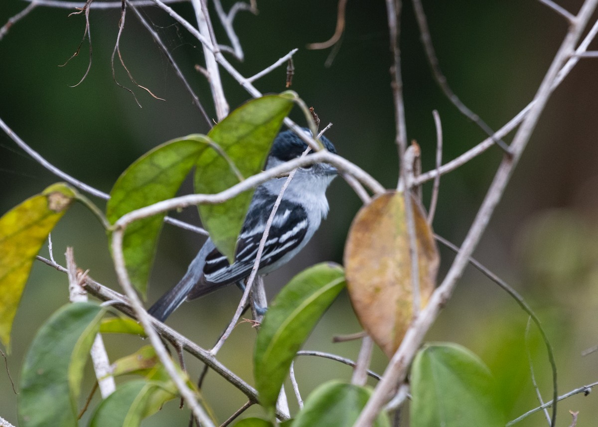 Black-capped Becard - ML612643073