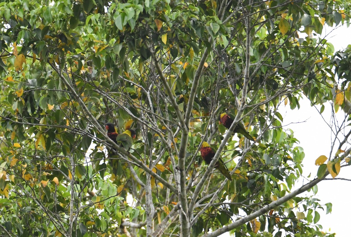 Biak Lorikeet - ML612643151