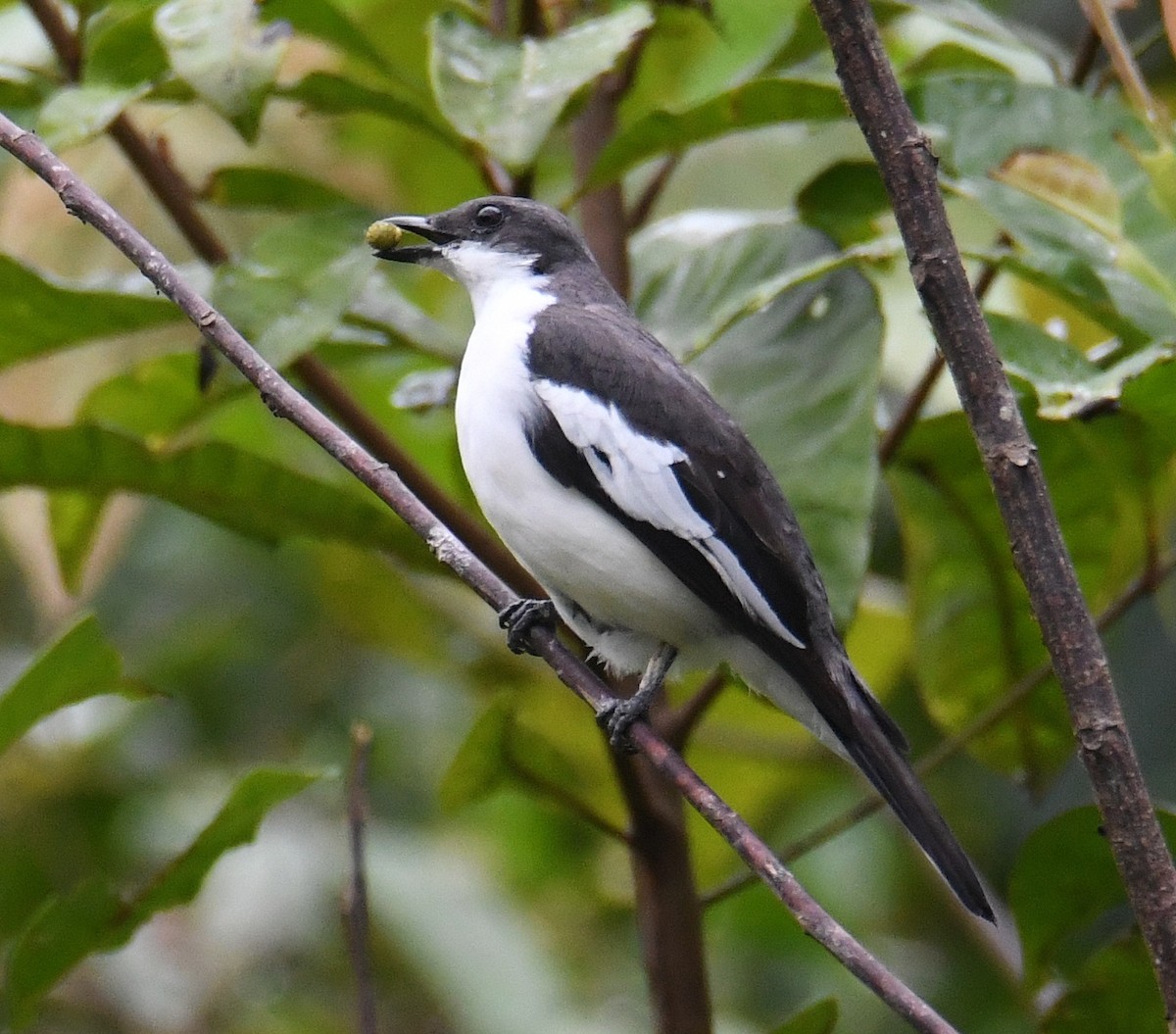 Black-browed Triller (Biak) - John Cooper