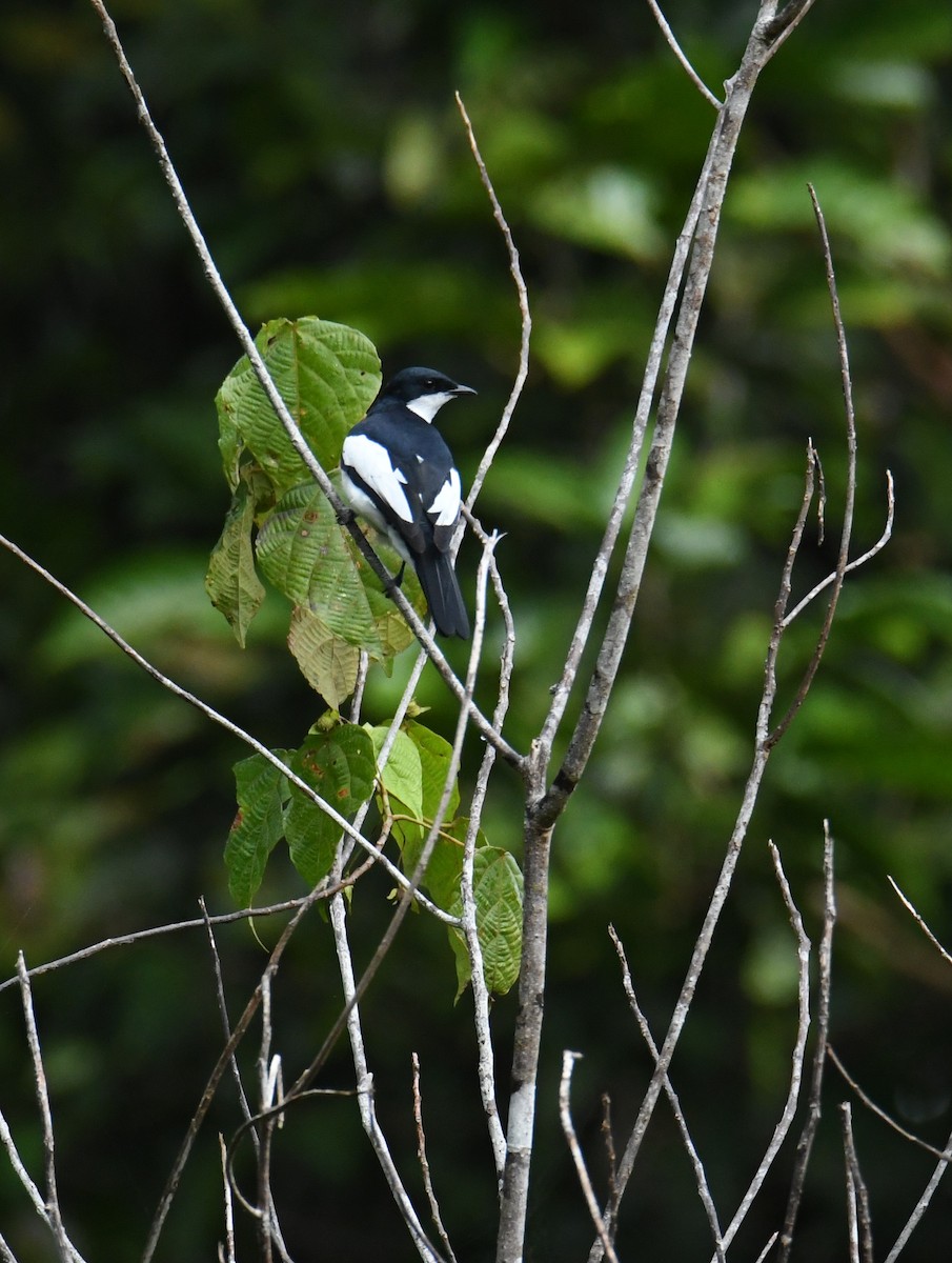 Black-browed Triller (Biak) - ML612643168