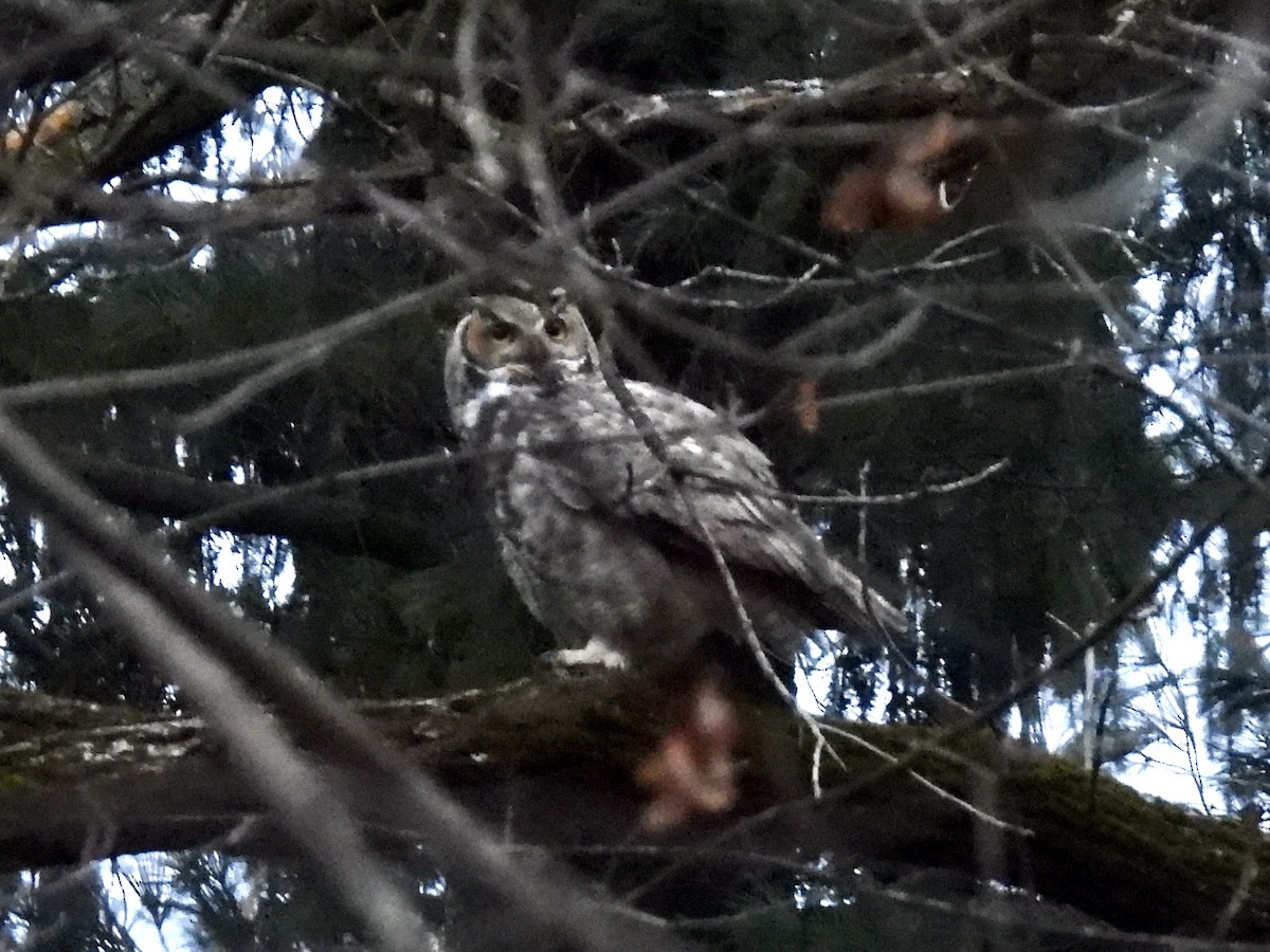 Great Horned Owl - ML612643183