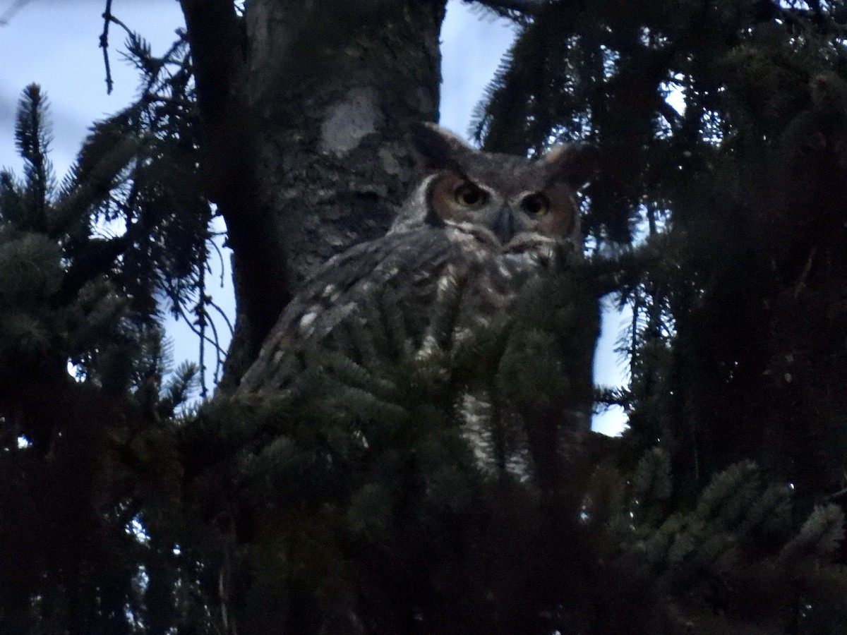 Great Horned Owl - ML612643189