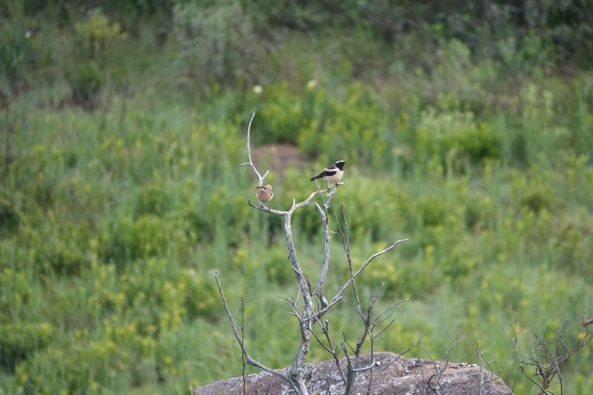 Buff-streaked Chat - ML612643301