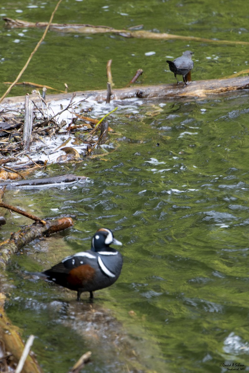 Harlequin Duck - ML612643352