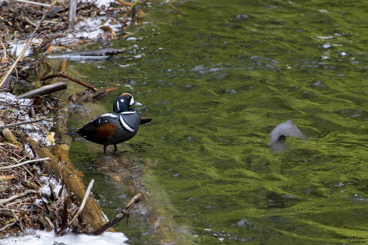 Harlequin Duck - ML612643353