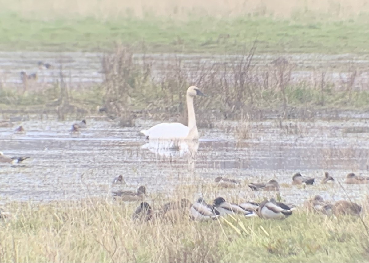 Trumpeter Swan - ML612643358