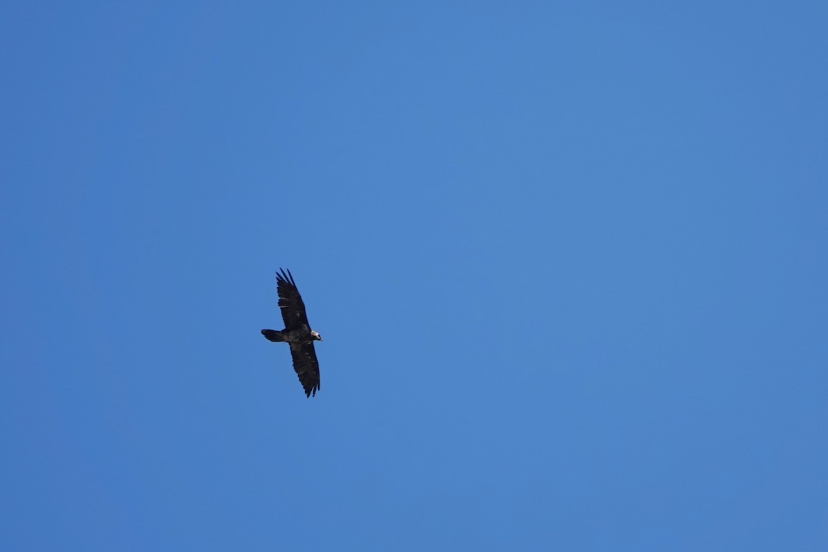 Bearded Vulture - Josh Lee