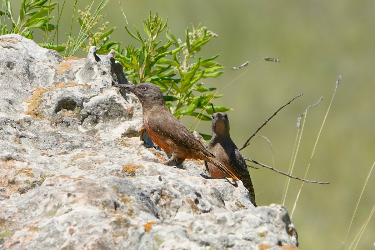 Ground Woodpecker - ML612643426