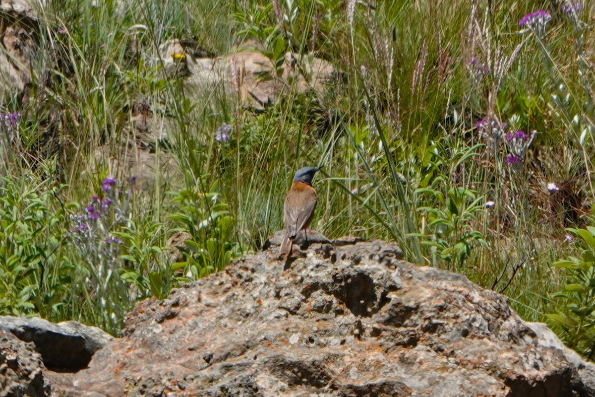 Cape Rock-Thrush - ML612643452