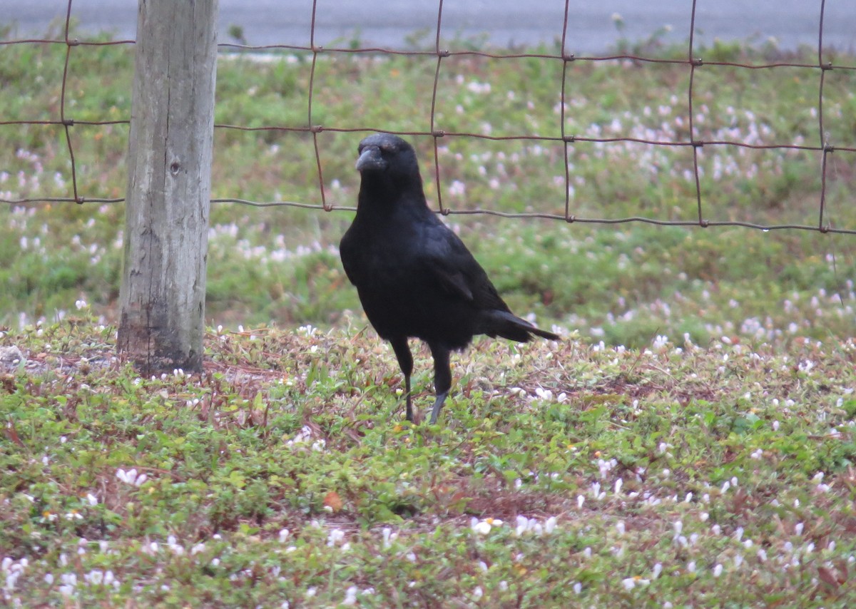 American Crow - ML612643454