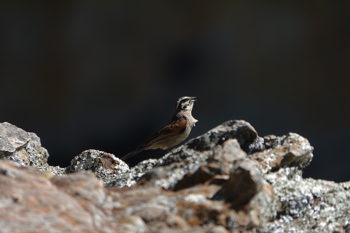 Cape Bunting - Josh Lee