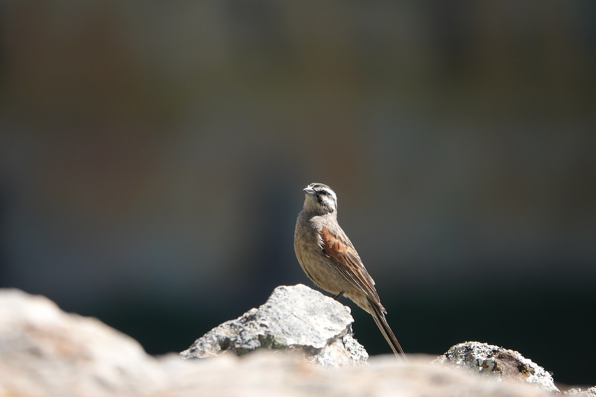 Cape Bunting - ML612643502