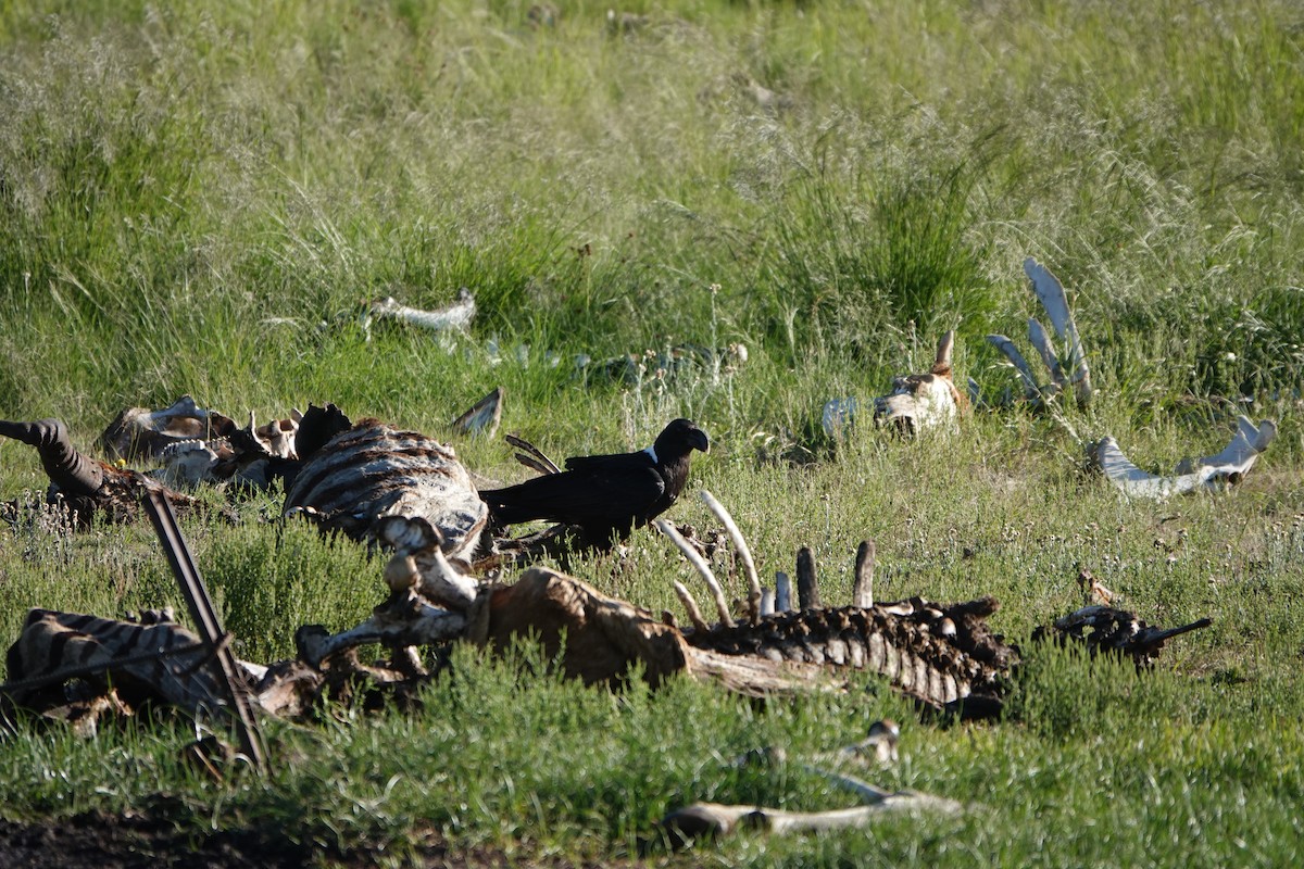 White-necked Raven - ML612643553