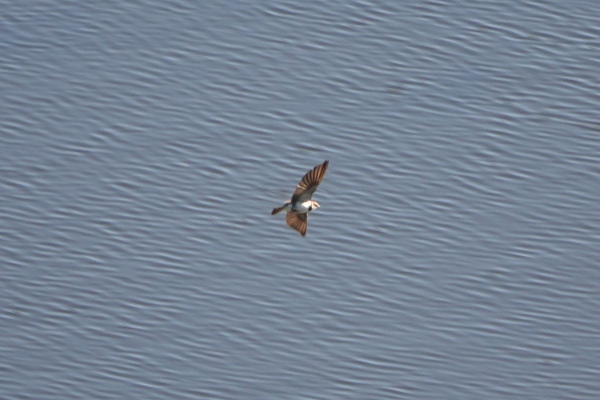 Banded Martin - ML612643559