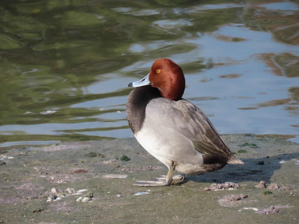 Redhead - ML612643697