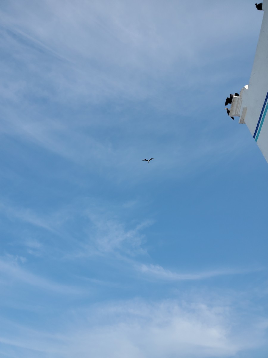 Magnificent Frigatebird - ML612643711