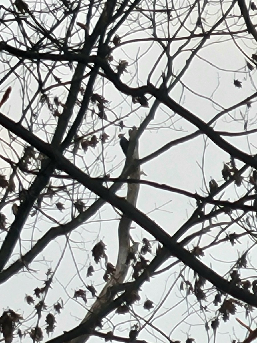 Pileated Woodpecker - ML612643742
