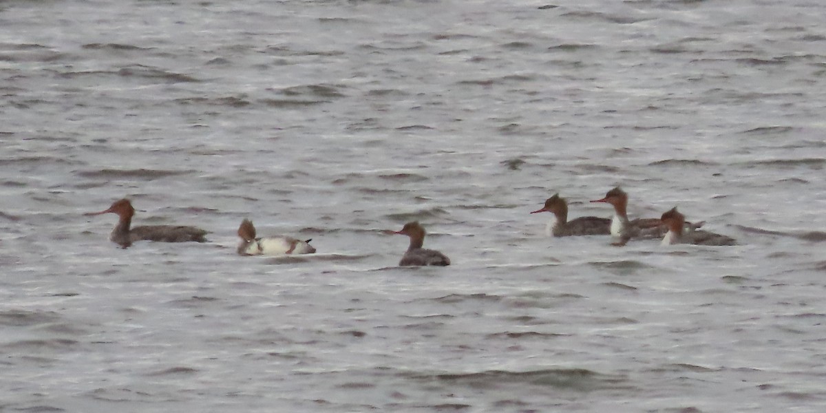 Red-breasted Merganser - ML612643987