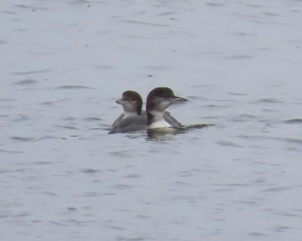 Common Loon - ML612644033