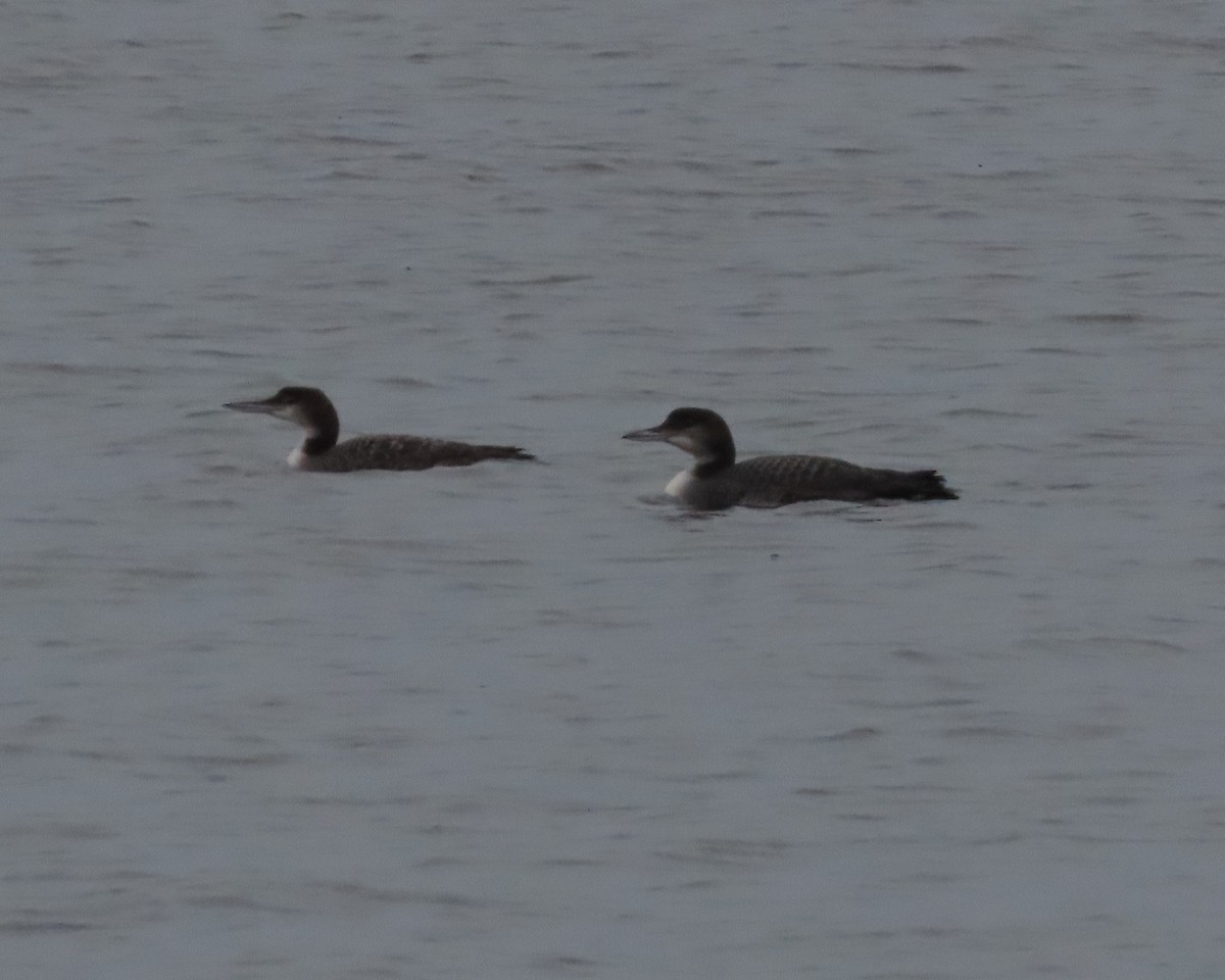 Common Loon - ML612644035