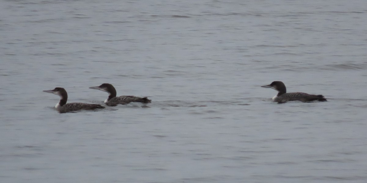 Common Loon - ML612644045