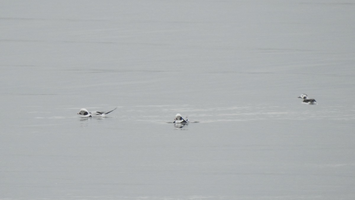 Long-tailed Duck - ML612644095