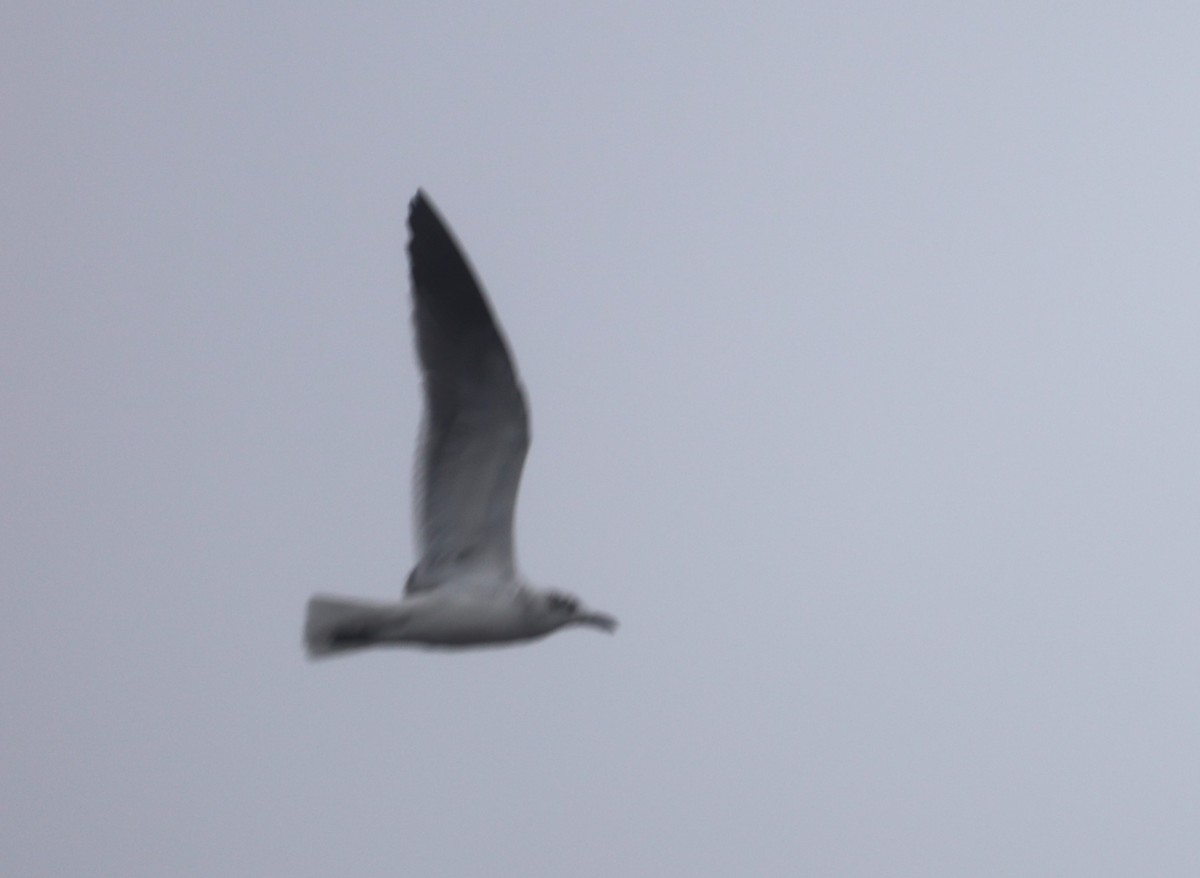 Laughing Gull - ML612644173