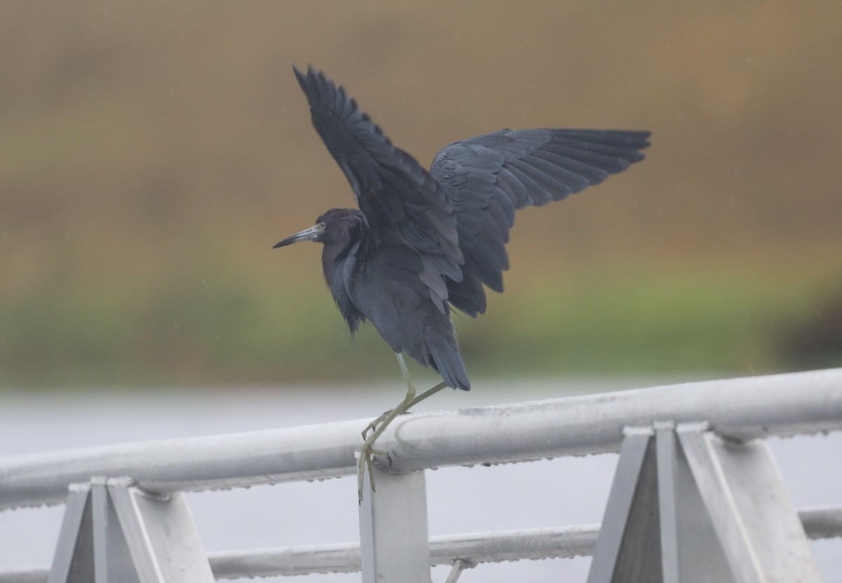 Little Blue Heron - ML612644181