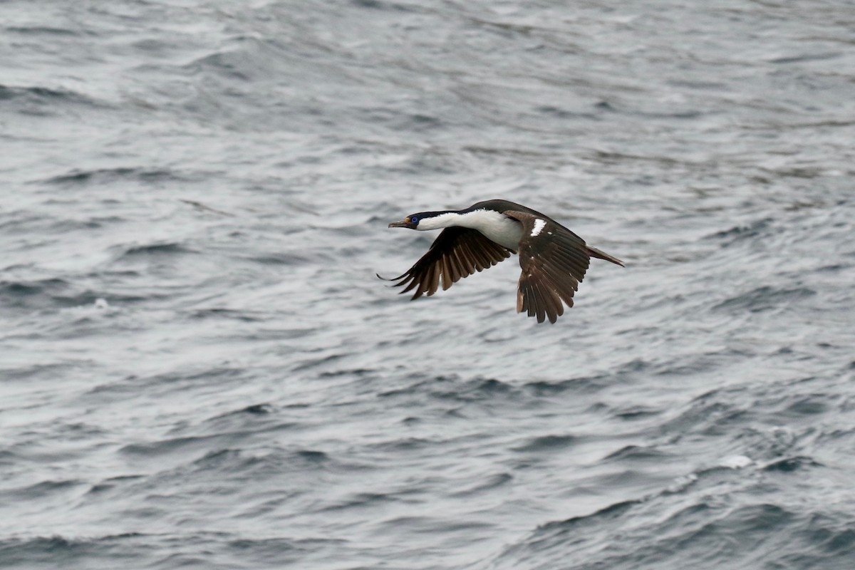 South Georgia Shag - ML612644248