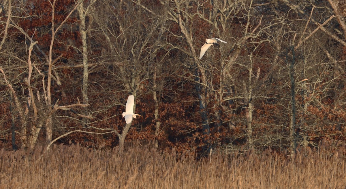 Great Egret - ML612644326