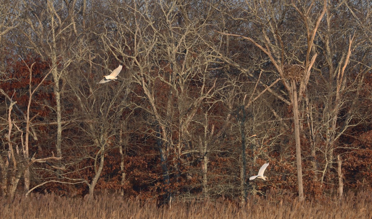 Great Egret - ML612644329