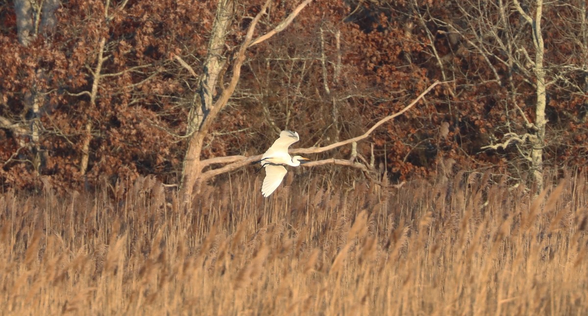 Great Egret - ML612644336