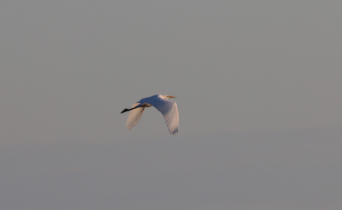 Great Egret - ML612644339