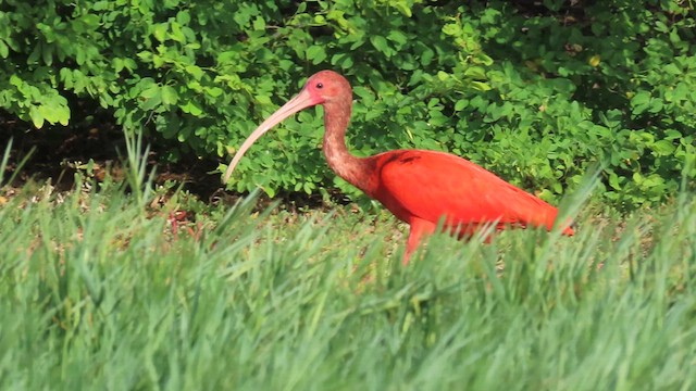 ibis rudý - ML612644402