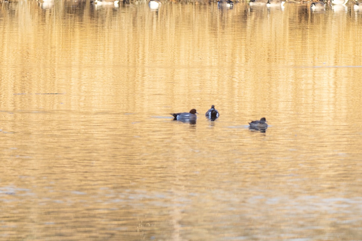 Eurasian Wigeon - ML612644486