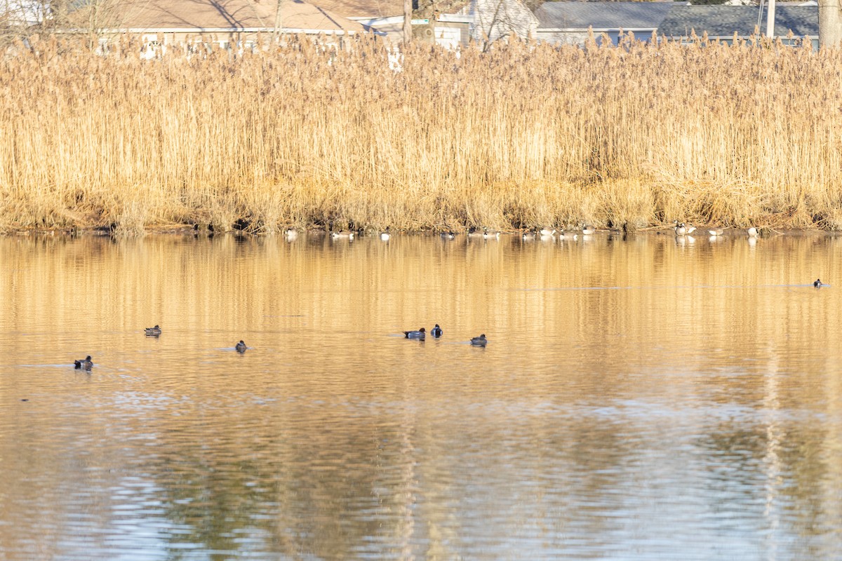 Eurasian Wigeon - ML612644487