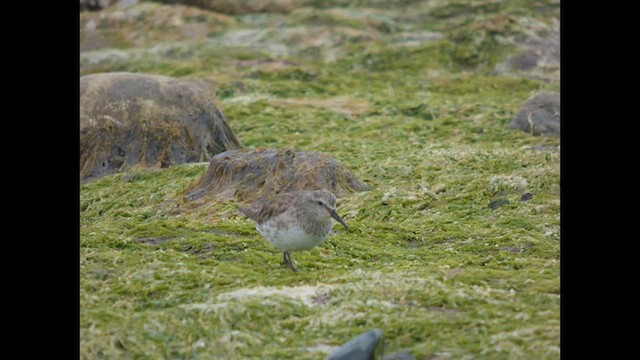 White-rumped Sandpiper - ML612644507