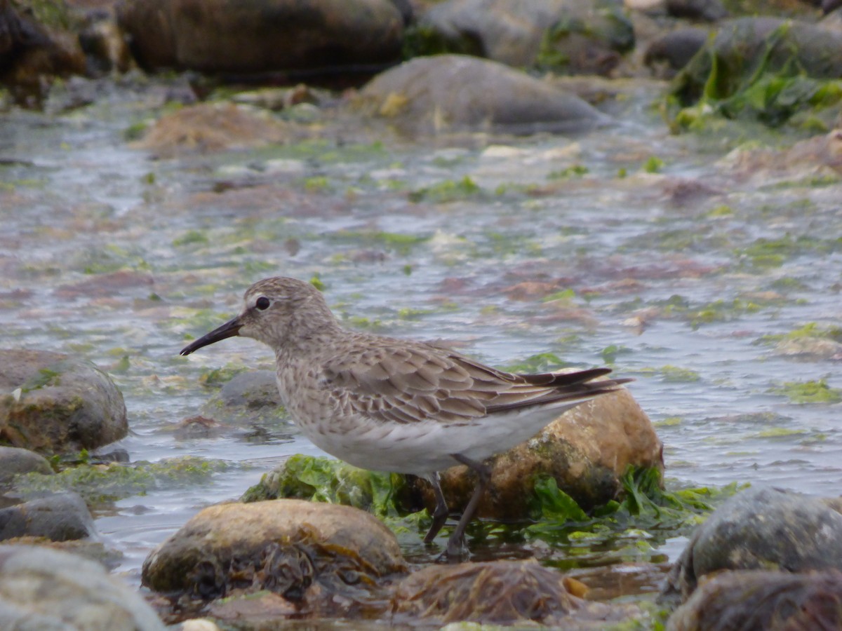 White-rumped Sandpiper - ML612644538