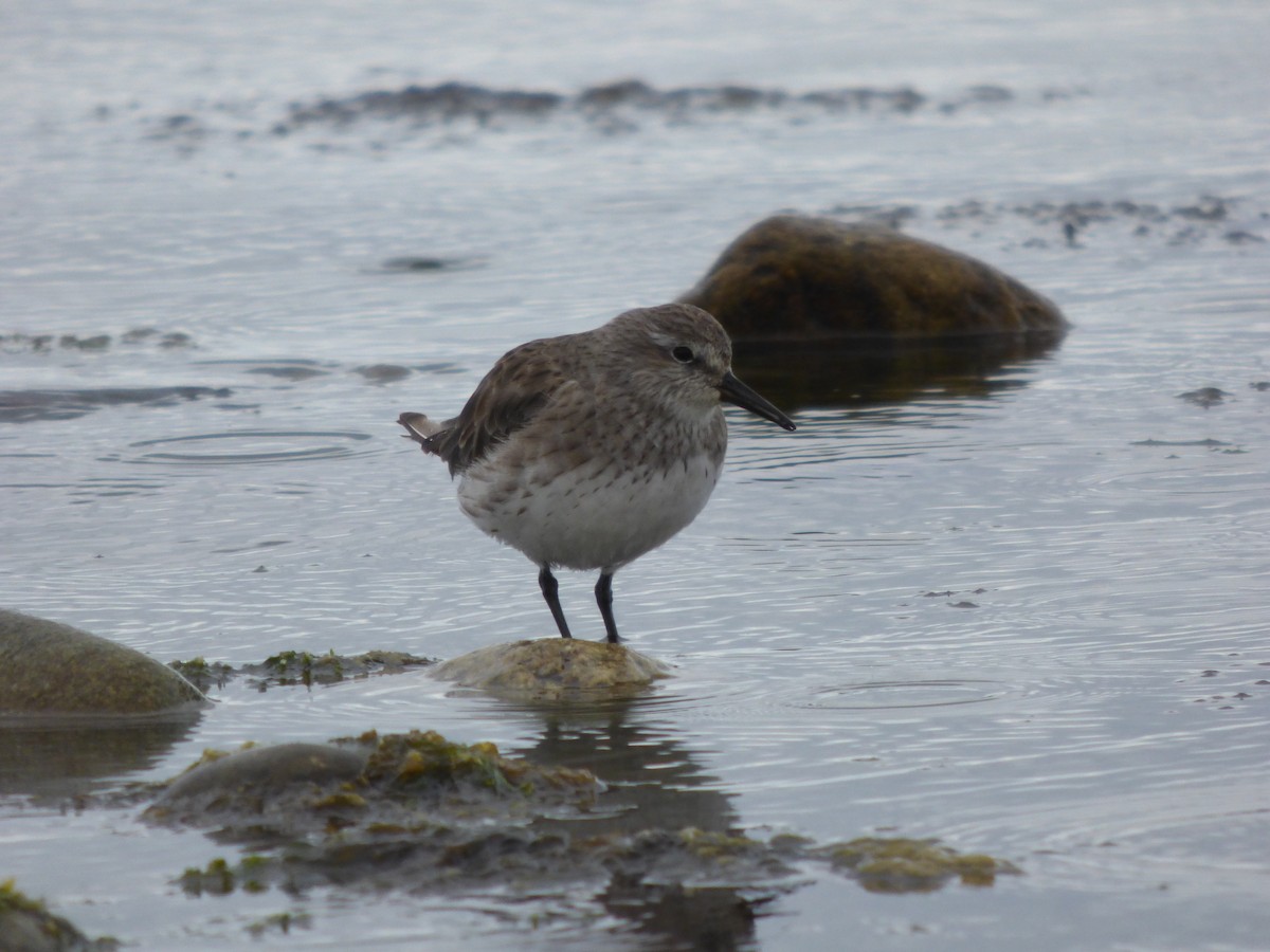 White-rumped Sandpiper - ML612644585