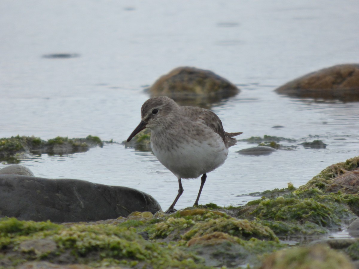 White-rumped Sandpiper - ML612644618