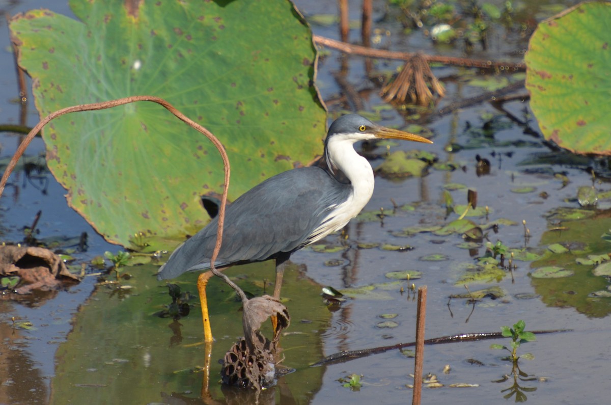 Pied Heron - ML612644645