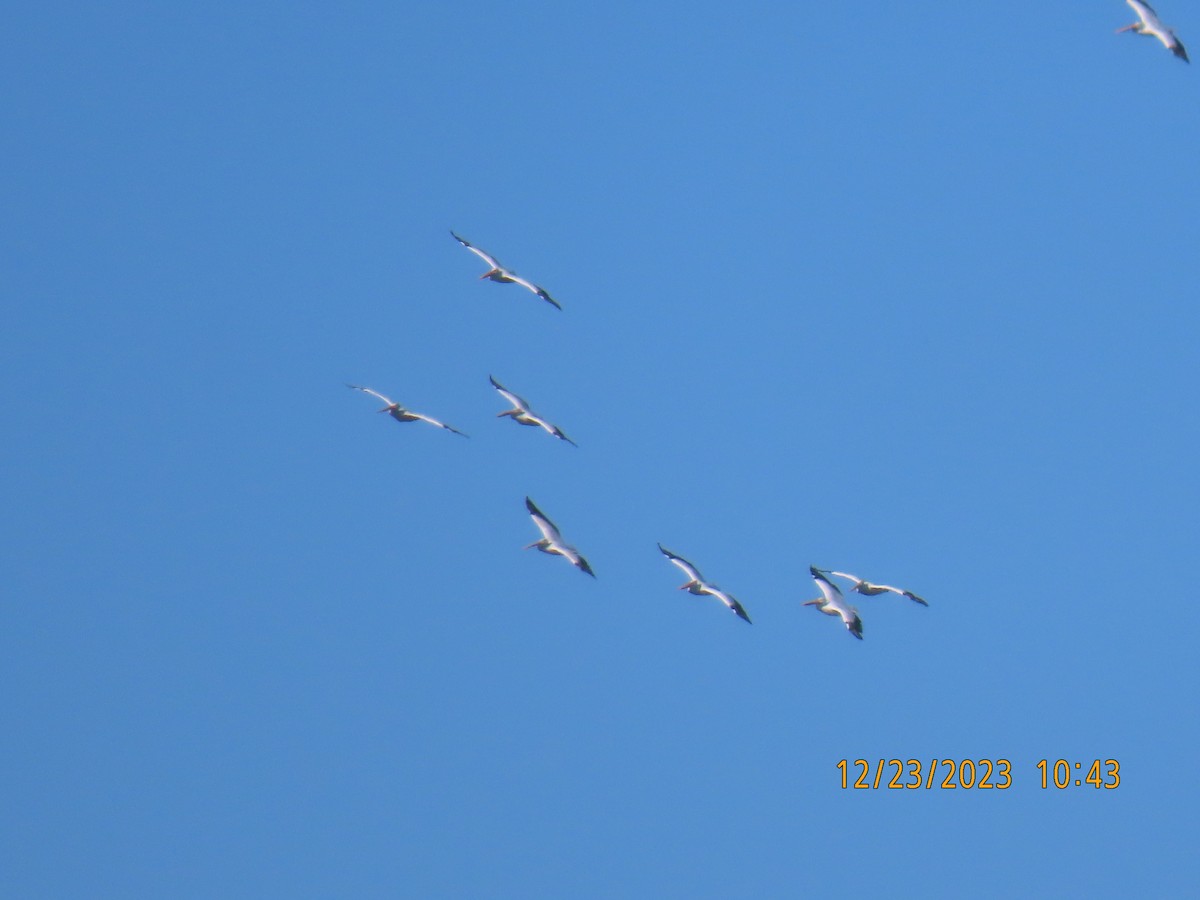 American White Pelican - ML612644683