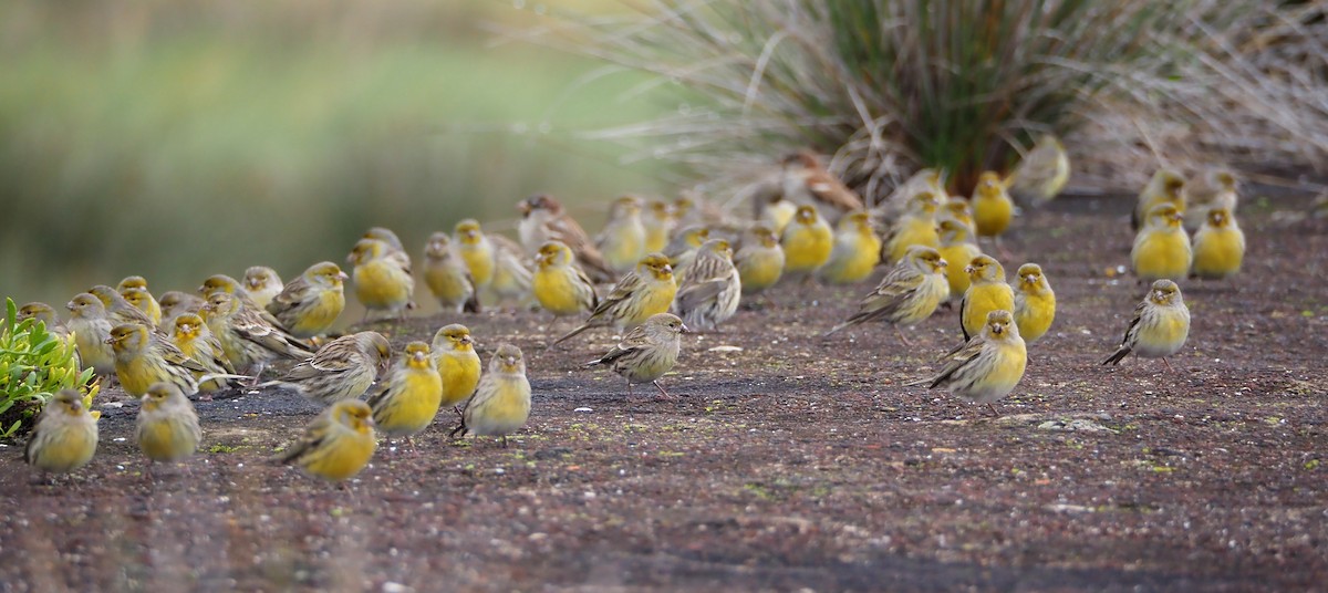 Island Canary - ML612644735