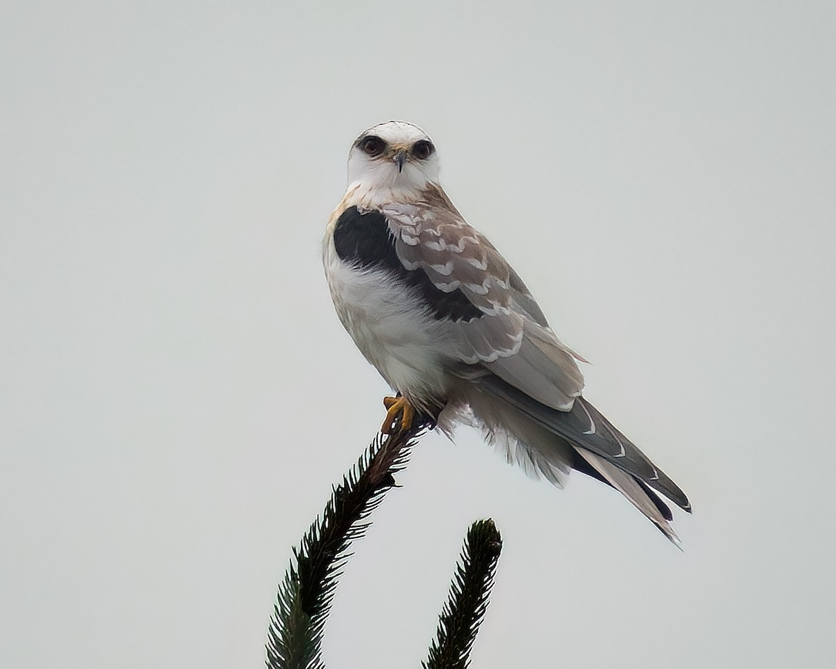 White-tailed Kite - david hargreaves