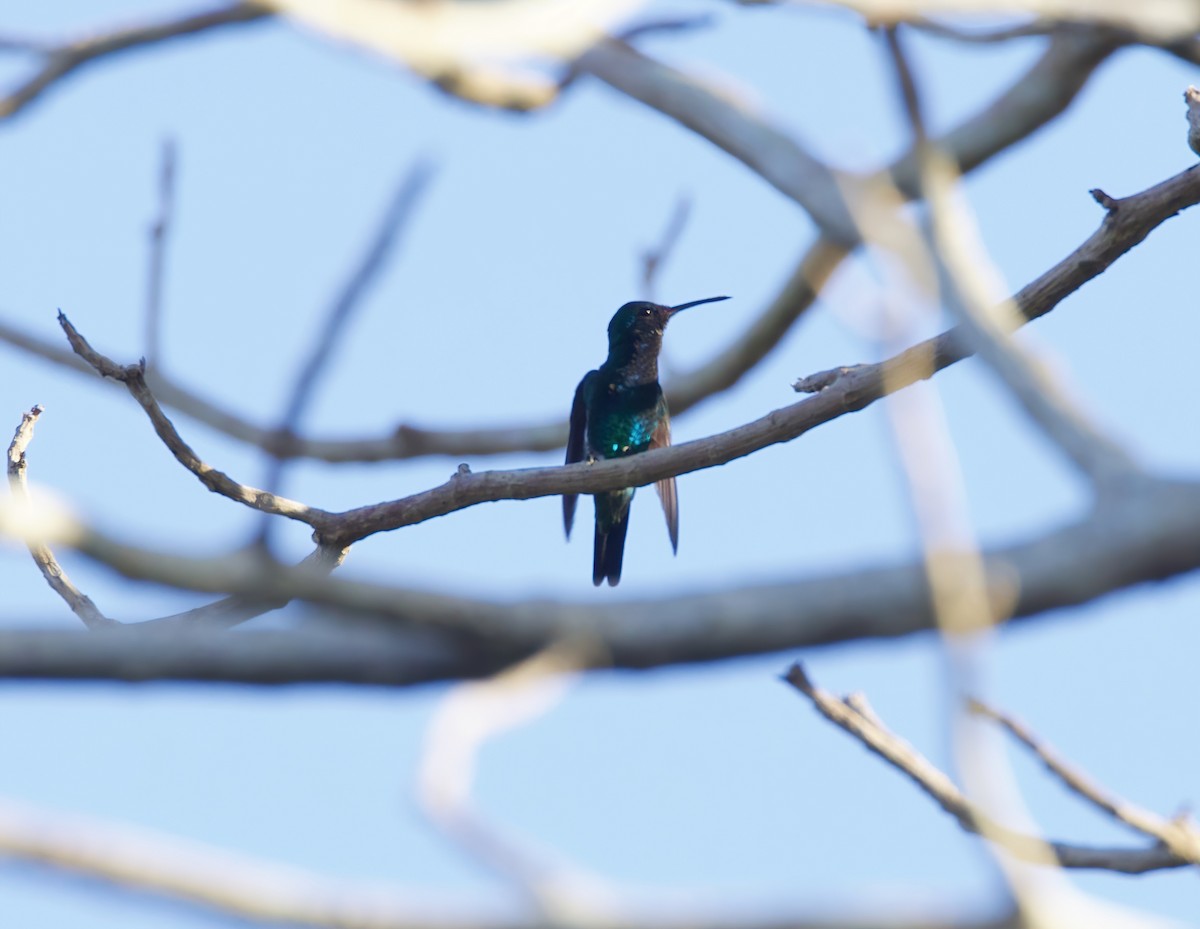 Sapphire-throated Hummingbird - ML612644830