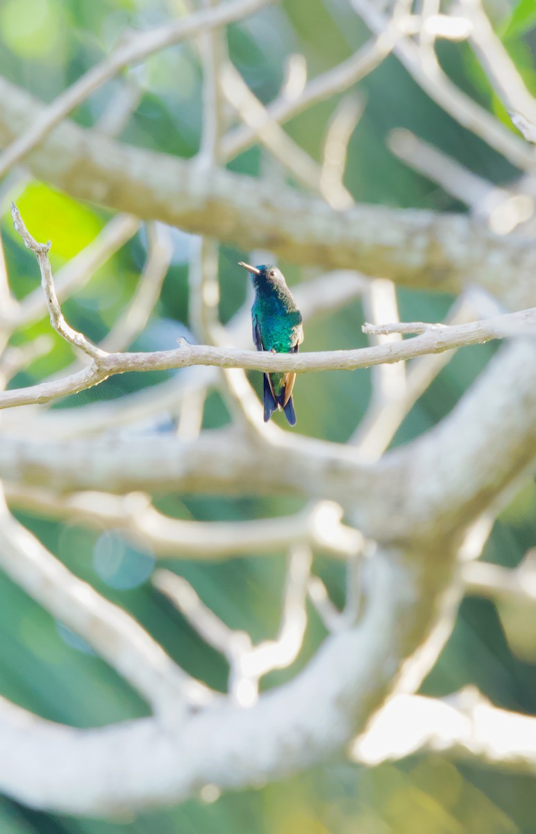 Colibrí Gorjizafiro - ML612644831