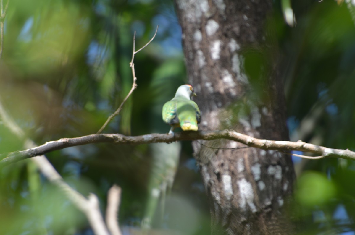 Rose-crowned Fruit-Dove - ML612644880