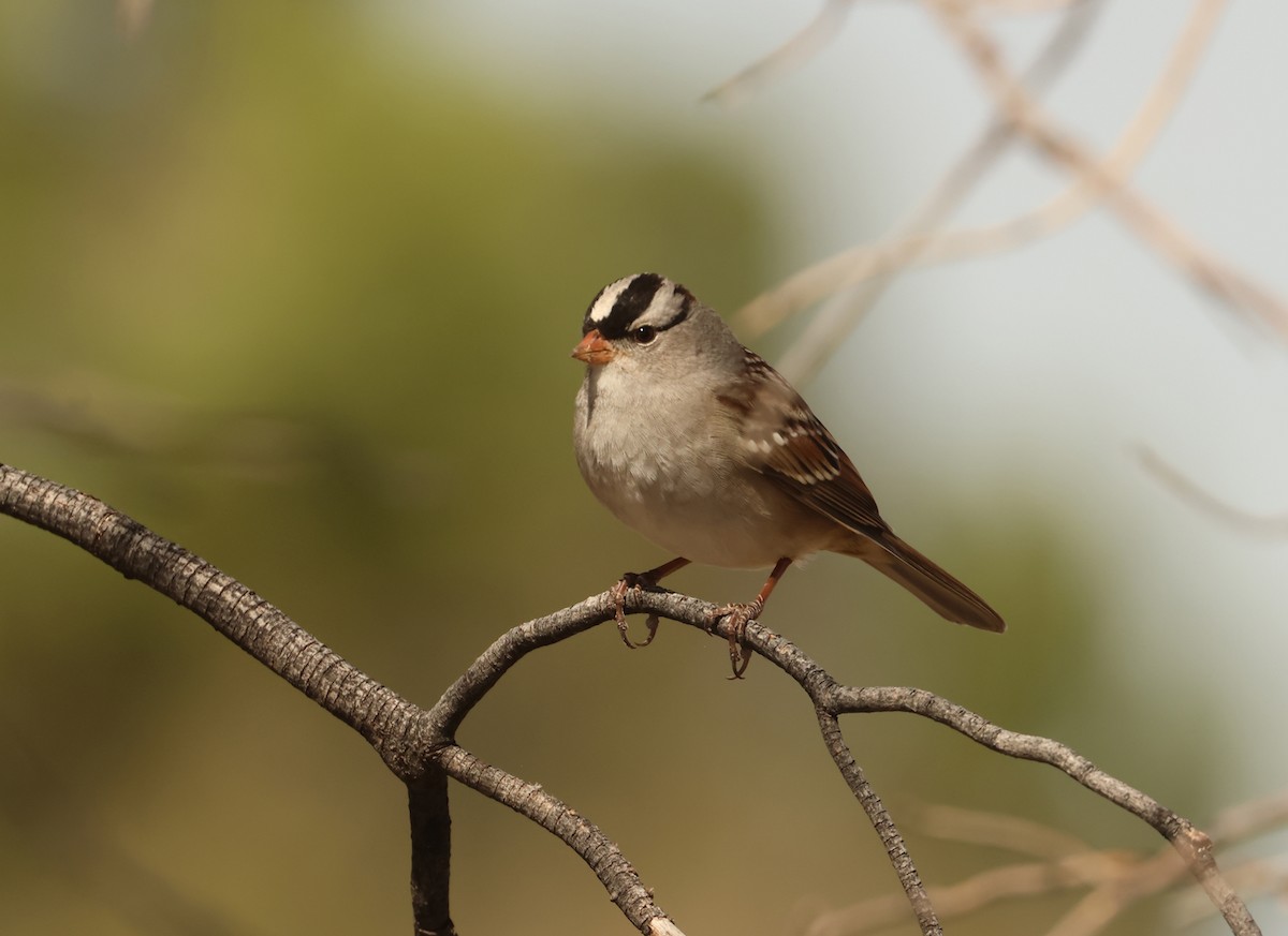 White-crowned Sparrow - ML612644918