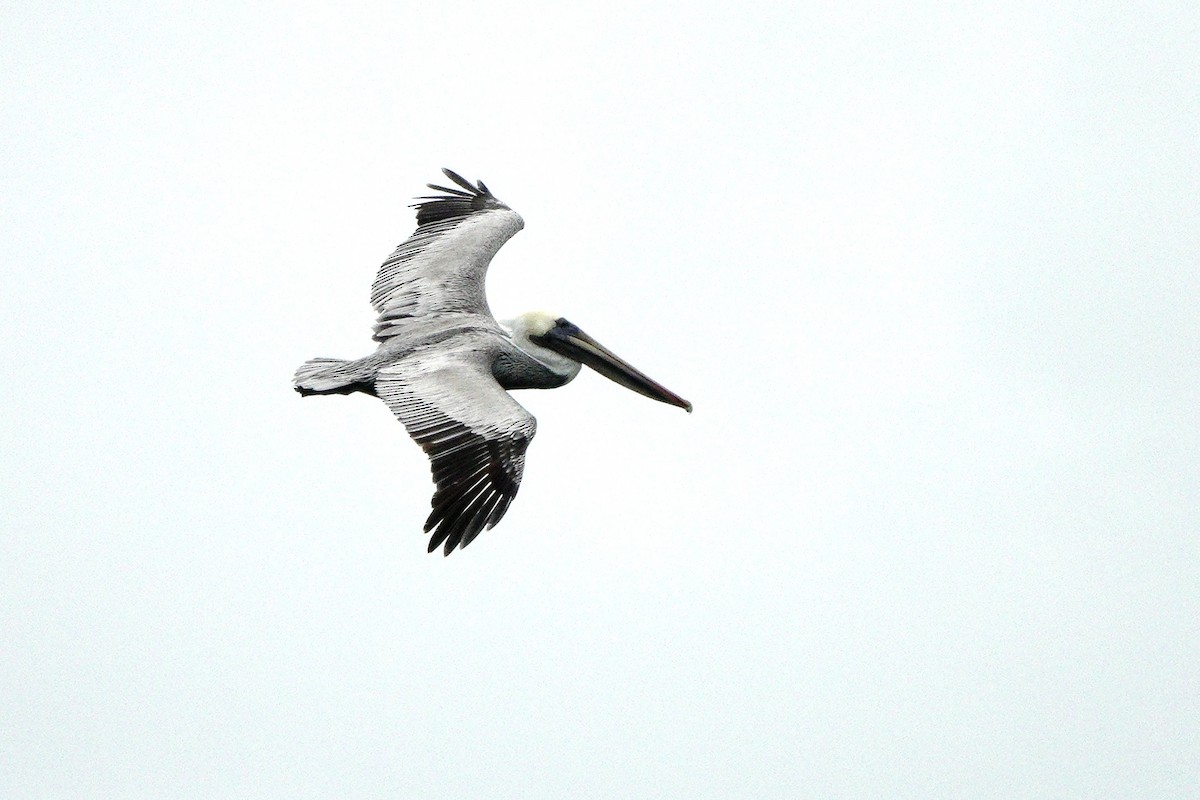 Brown Pelican - ML612645039