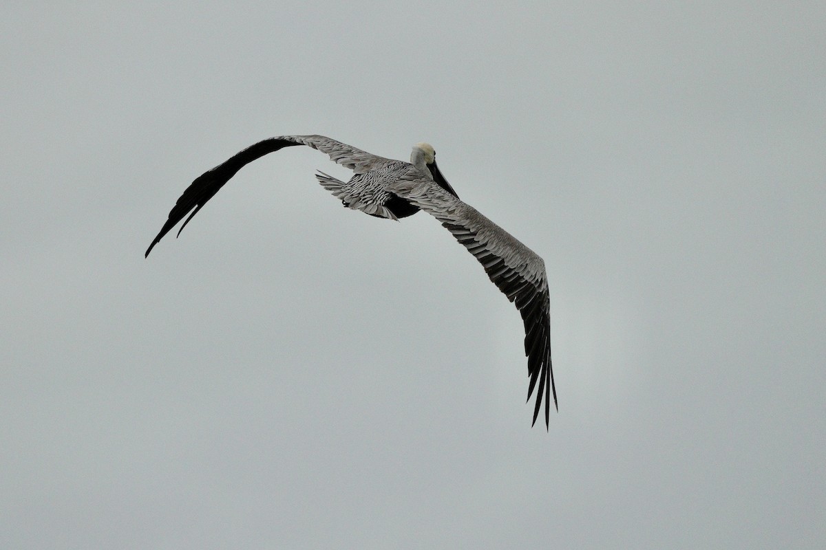 Brown Pelican - ML612645041
